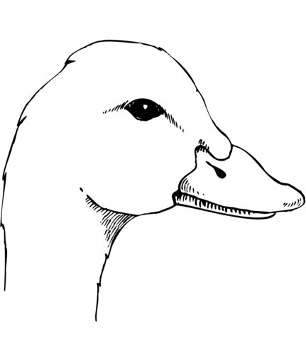 Duck Head Coloring Page